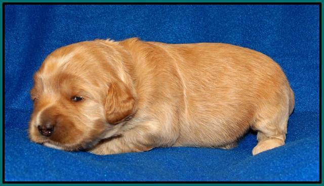 Julip Talon pups 2 wks old 171