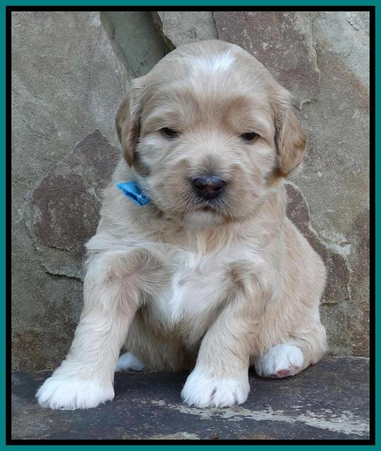 Julip Talon pups 3 wks old 201