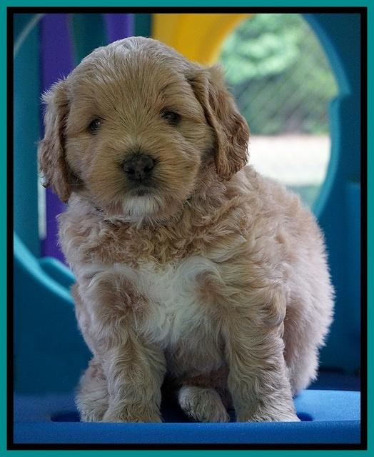 Julip Talon pups 5 wks old 291