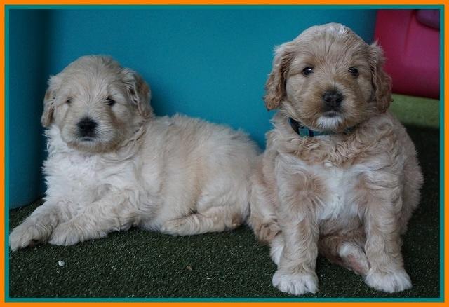 Julip Talon pups 5 wks old 311