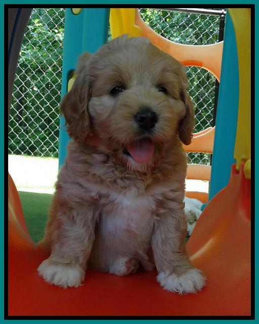 Julip Talon pups 6 wks old 681