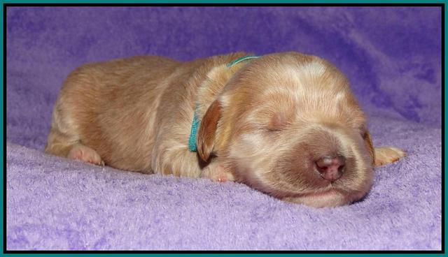 Julip Talong pups 1 wk old 161