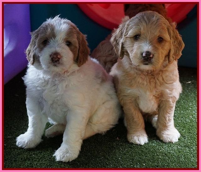 Julip Talon pups 5 wks old 101