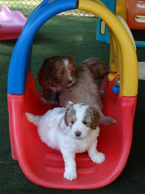 Julip Talon pups 6 wks old 81