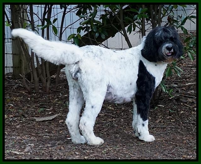 Paris Dat 57 with Usher pups11