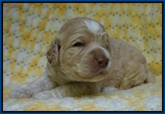 Paris Usher pups 2 wks old 11