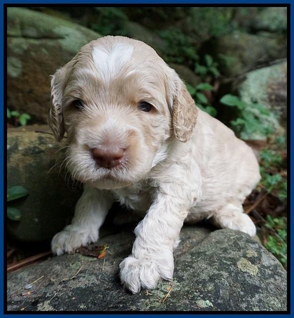 Paris Usher pups 3 wks old 11