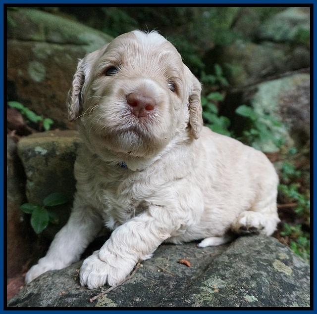 Paris Usher pups 3 wks old 31