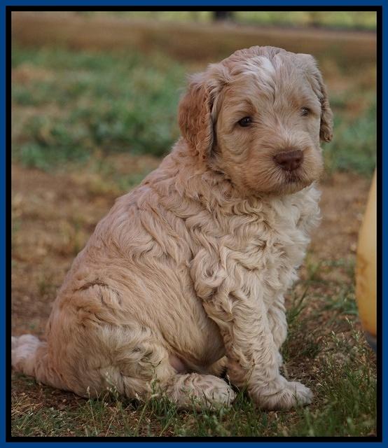 Paris Usher pups 4 wks old 31