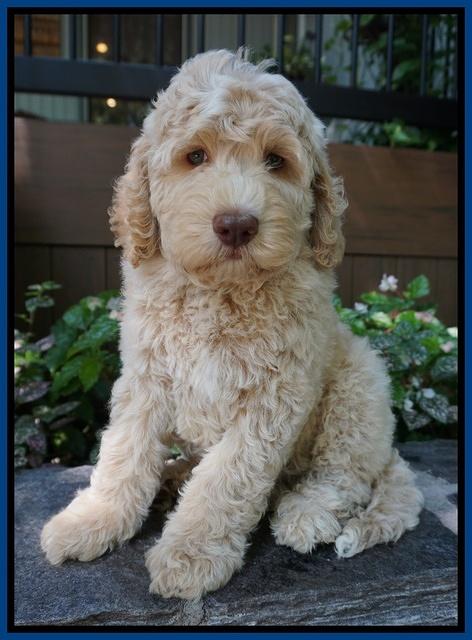 Paris Usher pups 8 wks old 2 70