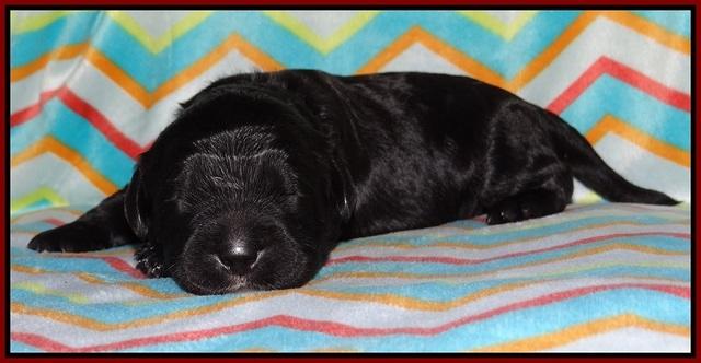 Paris Usher pups 1 wk old 4200