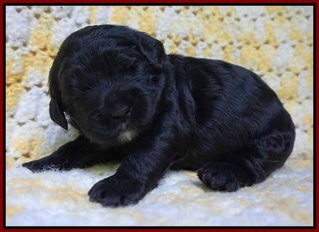 Paris Usher pups 2 wks old 41