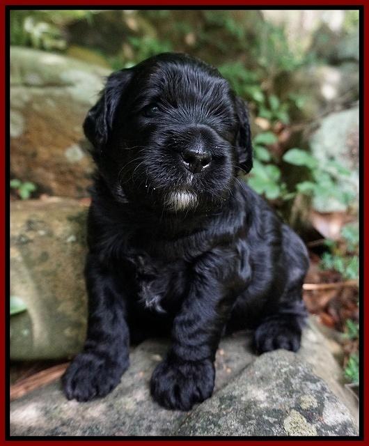 Paris Usher pups 3 wks old 61