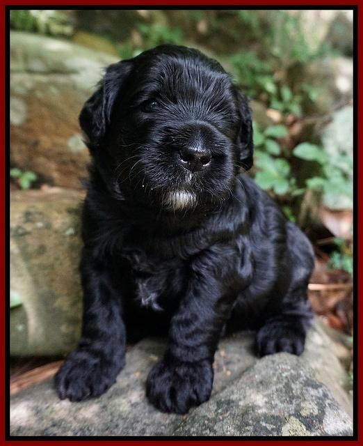 Paris Usher pups 3 wks old 71
