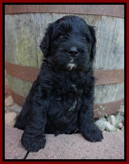 Paris Usher pups 4 wks old 41