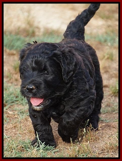 Paris Usher pups 4 wks old 71