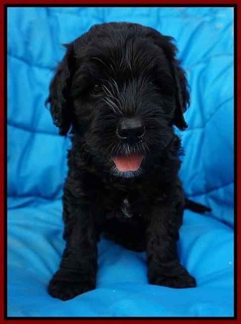 Paris Usher pups 6 wks old 51