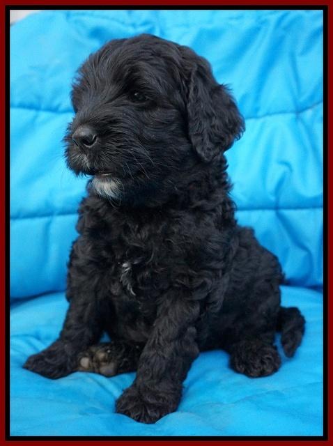 Paris Usher pups 6 wks old 8100