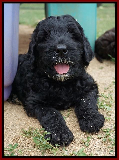 Paris Usher pups 7 wks old 101