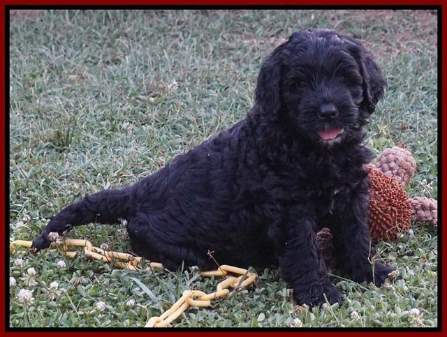 Paris Usher pups 7 wks old 71