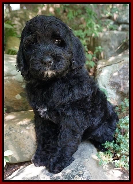 Paris Usher pups 8 wks old 182