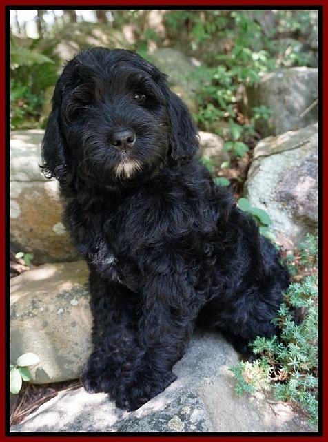 Paris Usher pups 8 wks old 282