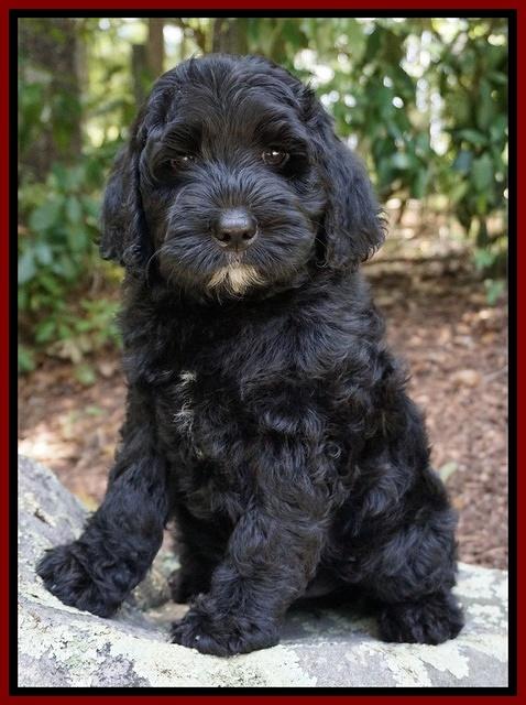 Paris Usher pups 8 wks old 482