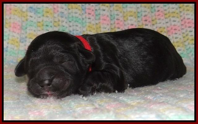 Paris Usher pups Newborn 61