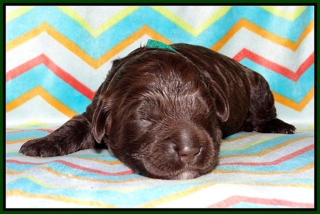 Paris Usher pups 1 wk old 8200