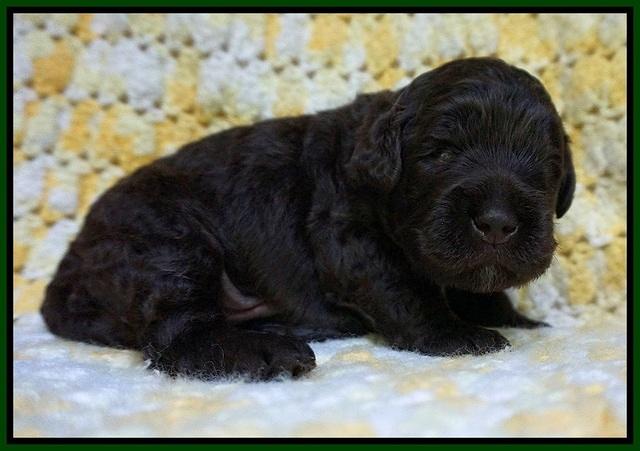 Paris Usher pups 2 wks old 71