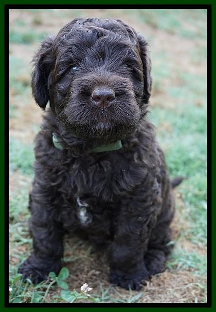 Paris Usher pups 4 wks old 261