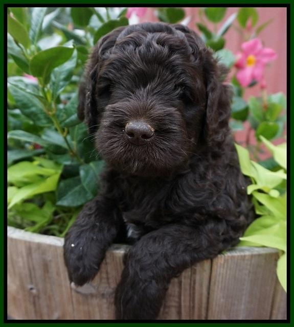 Paris Usher pups 5 wks old 71