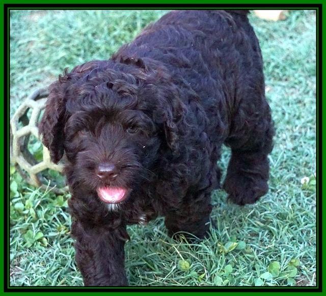 Paris Usher pups 7 wks old 111