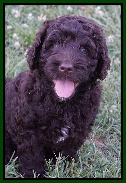 Paris Usher pups 7 wks old 121