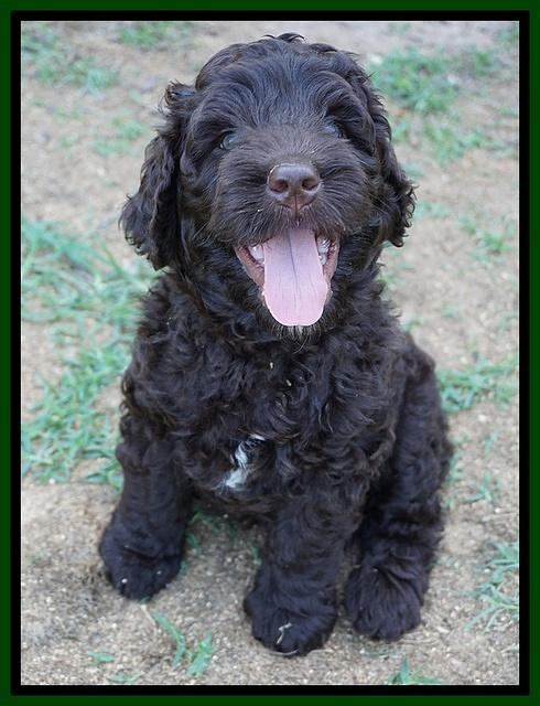Paris Usher pups 7 wks old 141