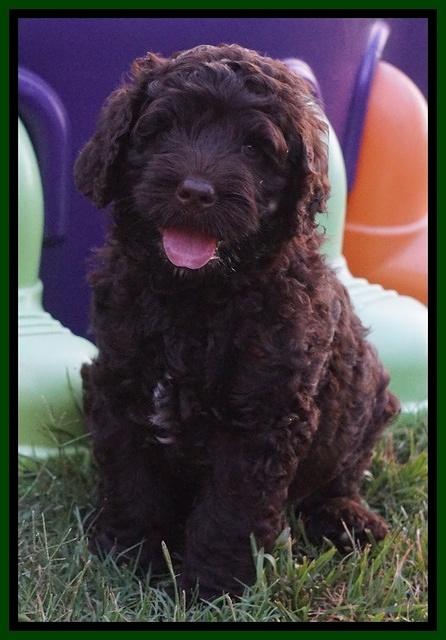 Paris Usher pups 7 wks old 151