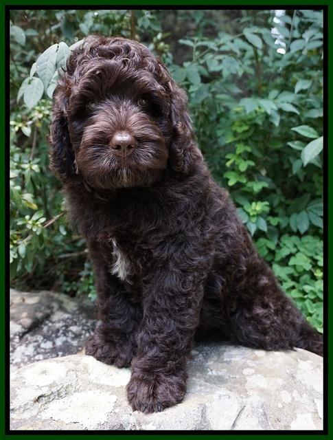 Paris Usher pups 8 wks old 682