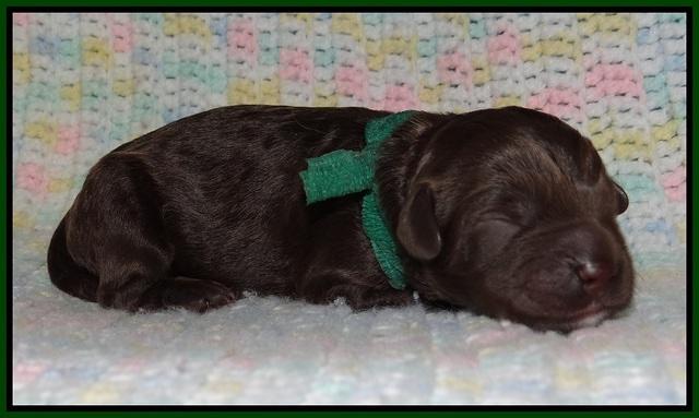 Paris Usher pups Newborn 81