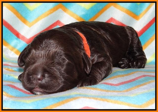 Paris Usher pups 1 wk old 10200