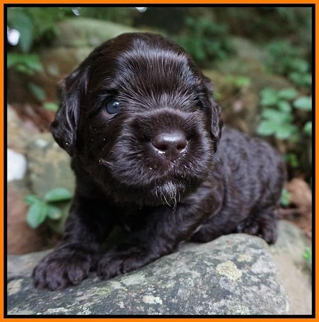 Paris Usher pups 3 wks old 131