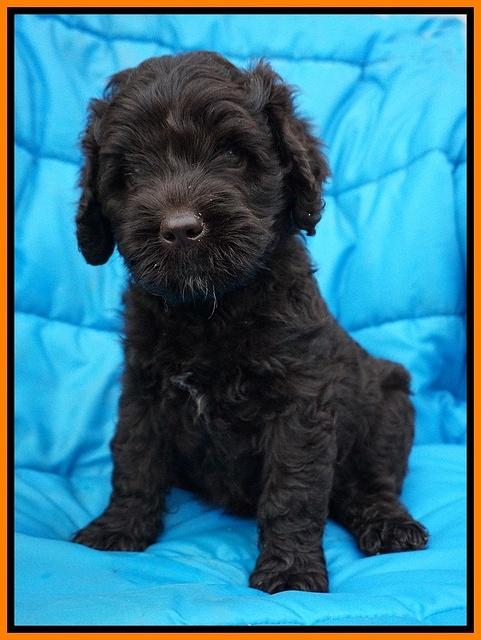 Paris Usher pups 6 wks old 13100