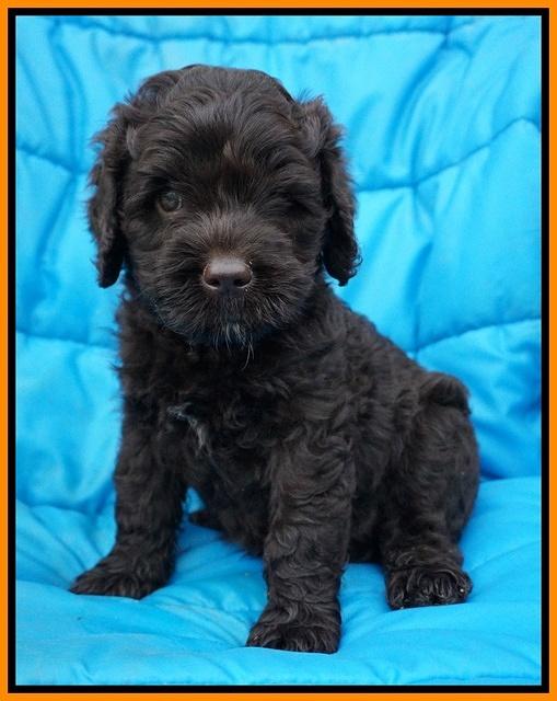 Paris Usher pups 6 wks old 15100