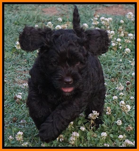 Paris Usher pups 7 wks old 171