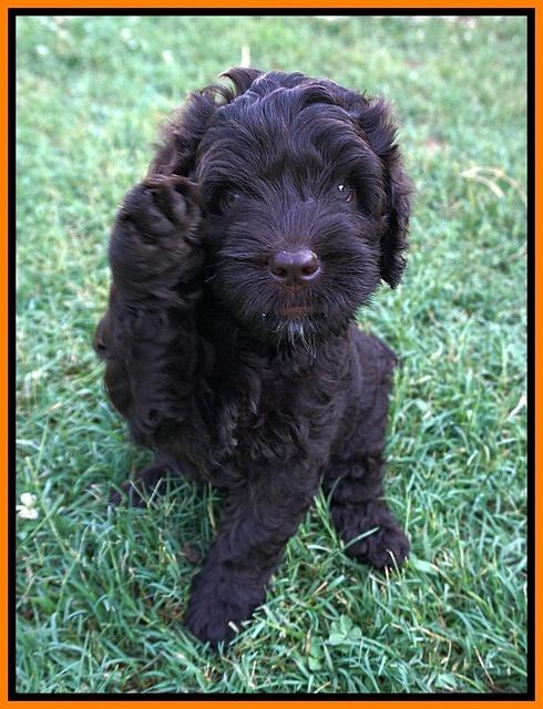 Paris Usher pups 7 wks old 181