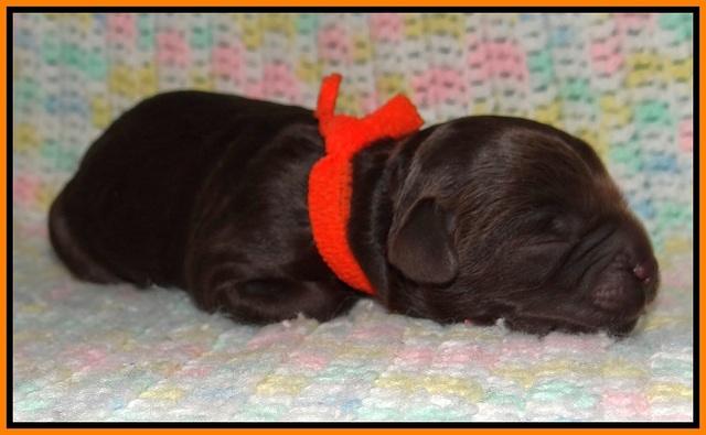 Paris Usher pups Newborn 101