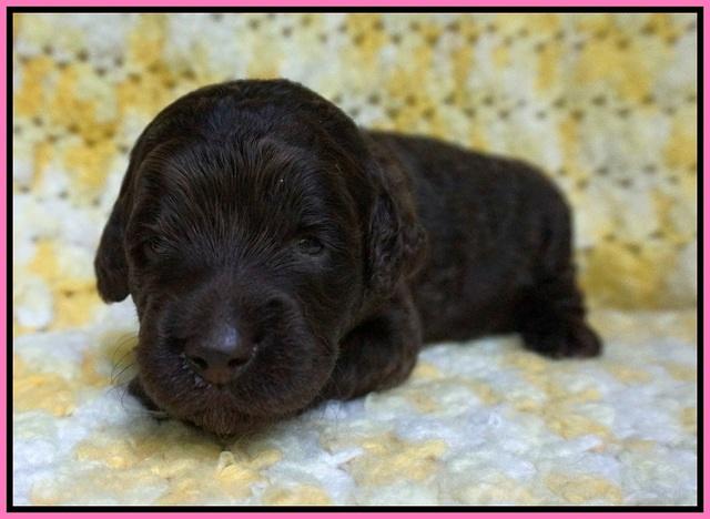 Paris Usher pups 2 wks old 111