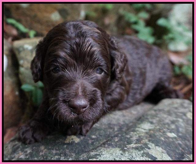 Paris Usher pups 3 wks old 161