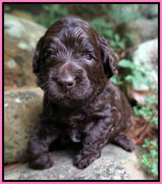 Paris Usher pups 3 wks old 171