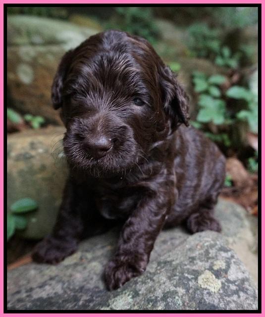 Paris Usher pups 3 wks old 181