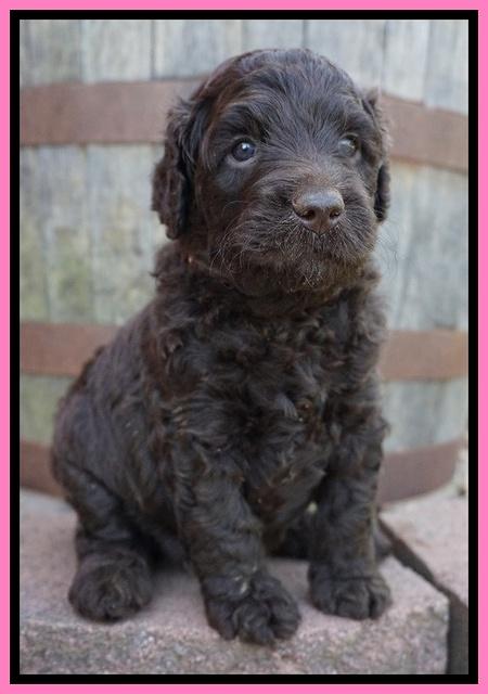 Paris Usher pups 4 wks old 191